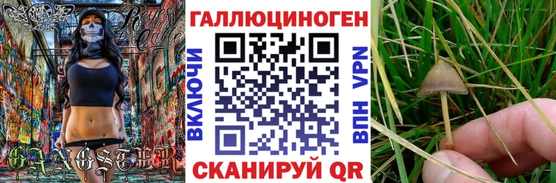 Купить закладки  Знаменск  Псилоцибиновые грибы Cubensis 